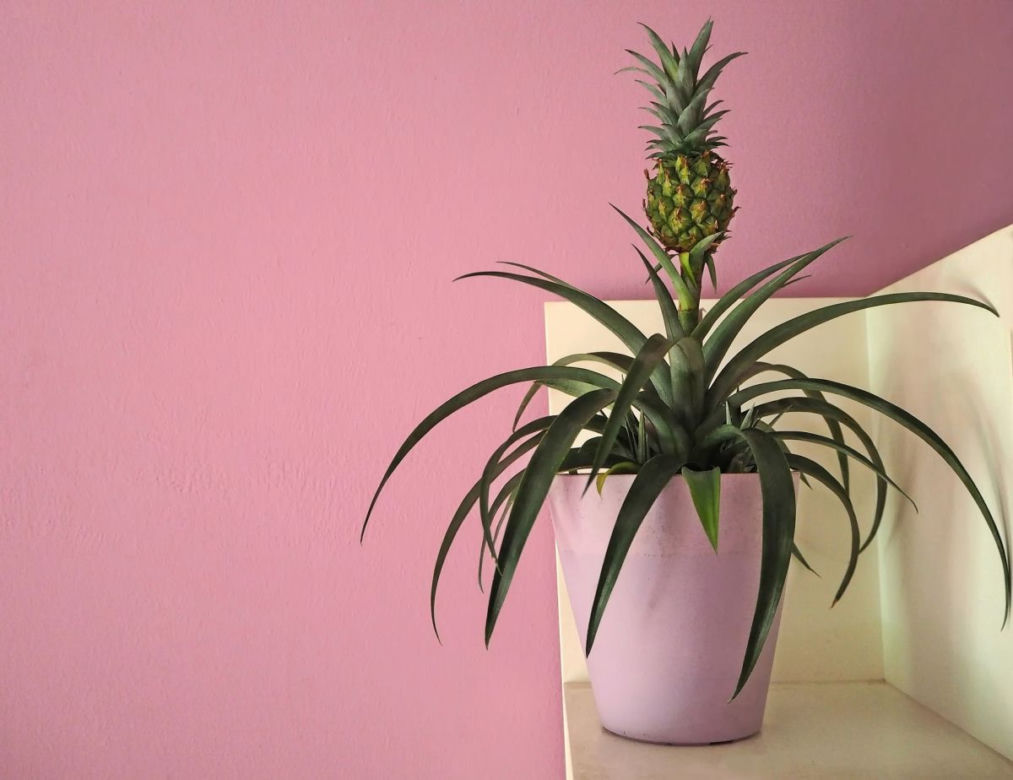 Ananas