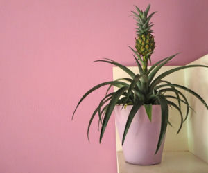 Ananas