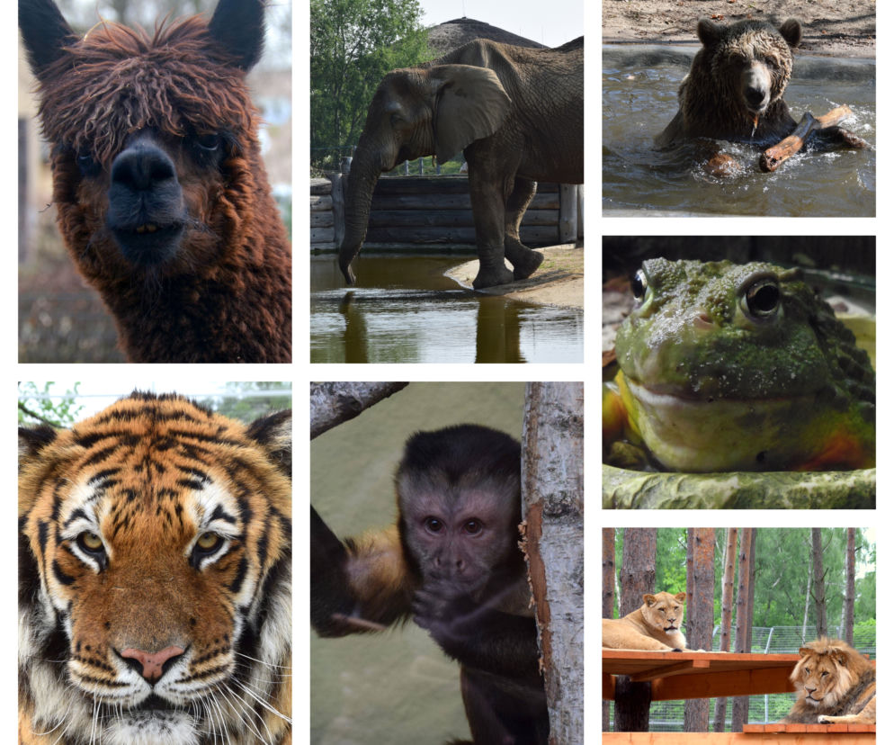 Zwierzęta z poznańskich ogrodów zoologicznych