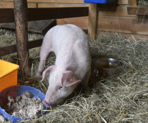 Kobieta z Sulejówka pokochała prosiaka