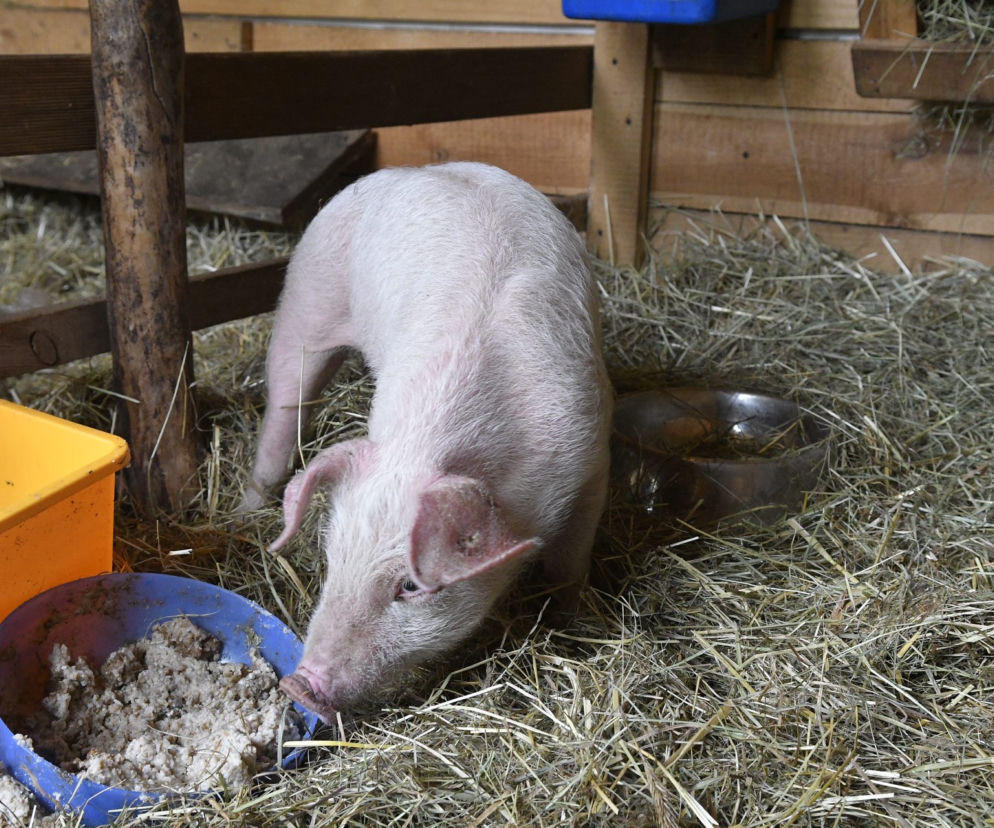 Kobieta z Sulejówka pokochała prosiaka