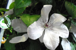 Powojnik wielkokwiatowy 'Jan Paweł II' - Clematis 'Jan Paweł II'