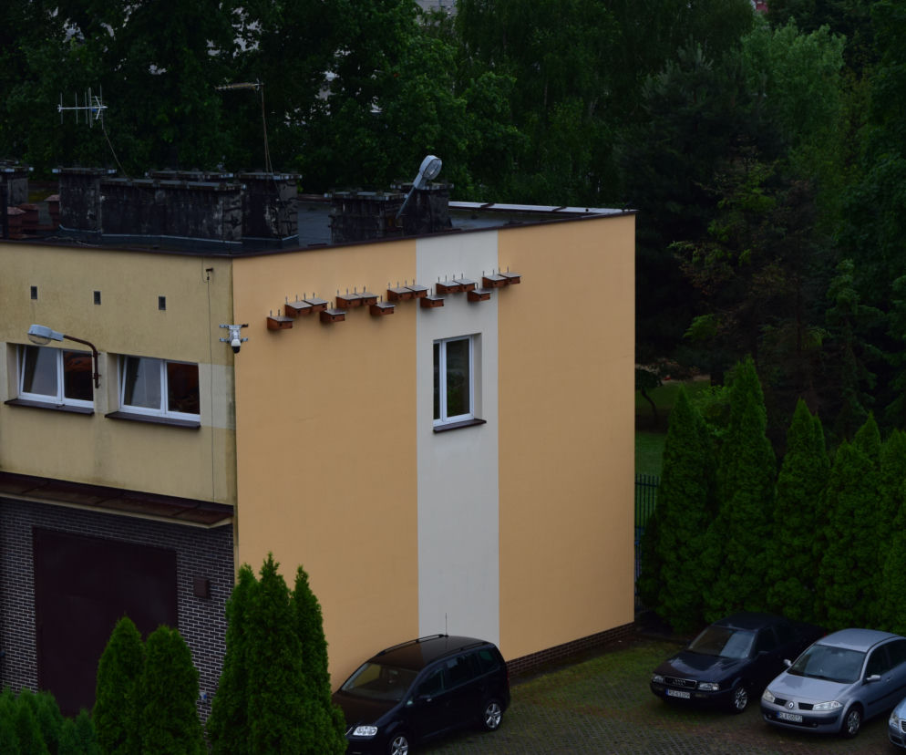 Do MPWiK w Rzeszowie przyleciały jerzyki. To wrogowie komarów! Czy zasiedlą gniazda?