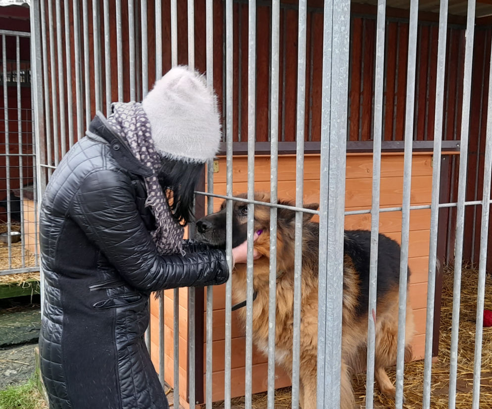 Schronisko dla zwierząt w Mysłowicach 
