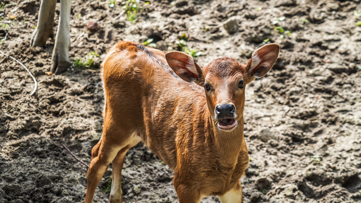 We wrocławskim zoo urodziły się dwa bantengi jawajskie