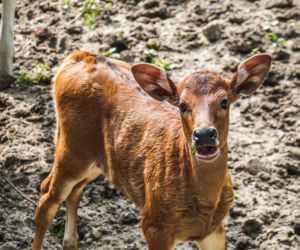 We wrocławskim zoo urodziły się dwa bantengi jawajskie