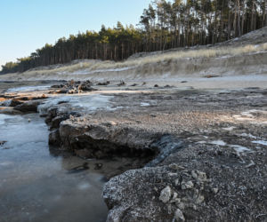 Bałtyk odsłonił las sprzed tysięcy lat