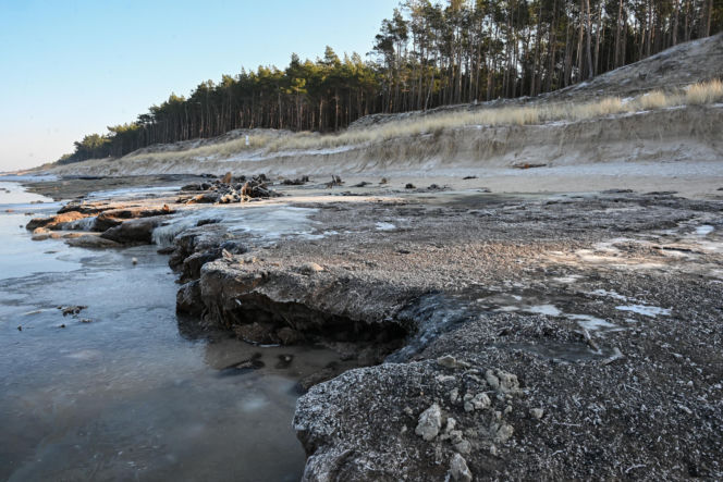 Bałtyk odsłonił las sprzed tysięcy lat