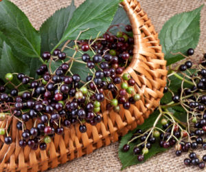 Czarny bez