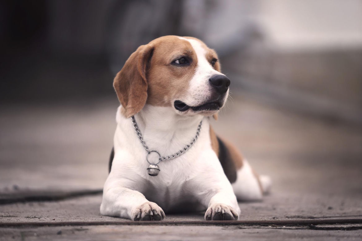Beagle