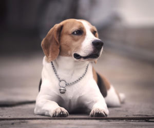 Beagle