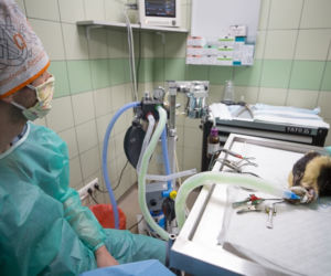 Przemyśl. Wkręcili śruby w połamane nogi borsuka [ZDJĘCIA]