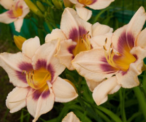 liliowce