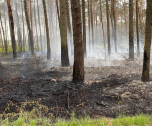 Podpalacz grasuje pod Pleszewem?! Ktoś chyba świetnie się bawi