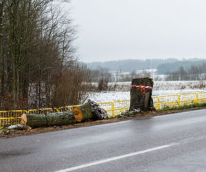 WARIAT Z PIŁĄ grasuje na Pomorzu! Naciął kilkadziesiąt drzew. Jedno RUNĘŁO NA DROGĘ