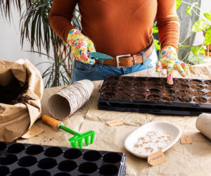 Wysiew nasion na rozsadę