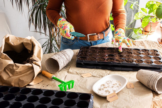 Wysiew nasion na rozsadę