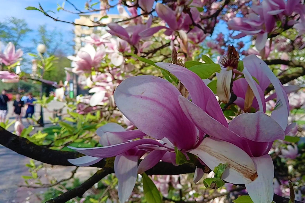 Magnolie w Szczecinie