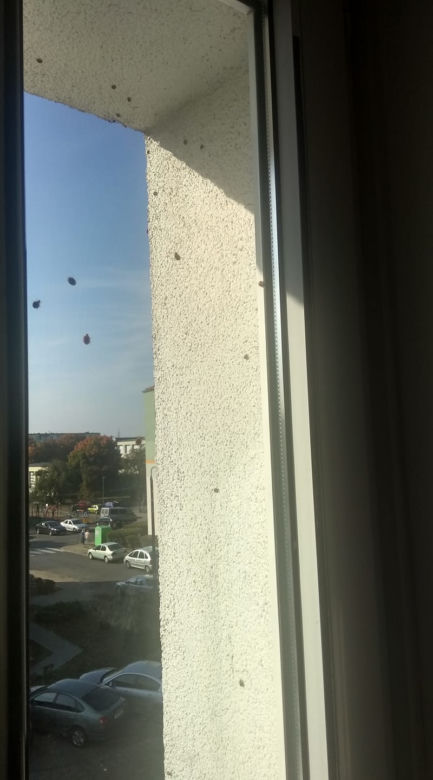 Biedronki azjatyckie zaatakowały całą Bydgoszcz. To prawdziwa inwazja! [ZDJĘCIA OD CZYTELNIKÓW]