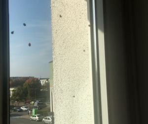Biedronki azjatyckie zaatakowały całą Bydgoszcz. To prawdziwa inwazja! [ZDJĘCIA OD CZYTELNIKÓW]