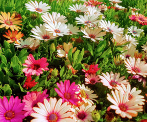 Osteospermum