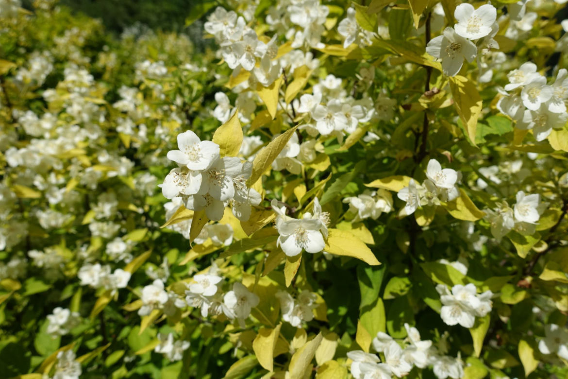 Jaśminowiec wonny 'Aureus' 