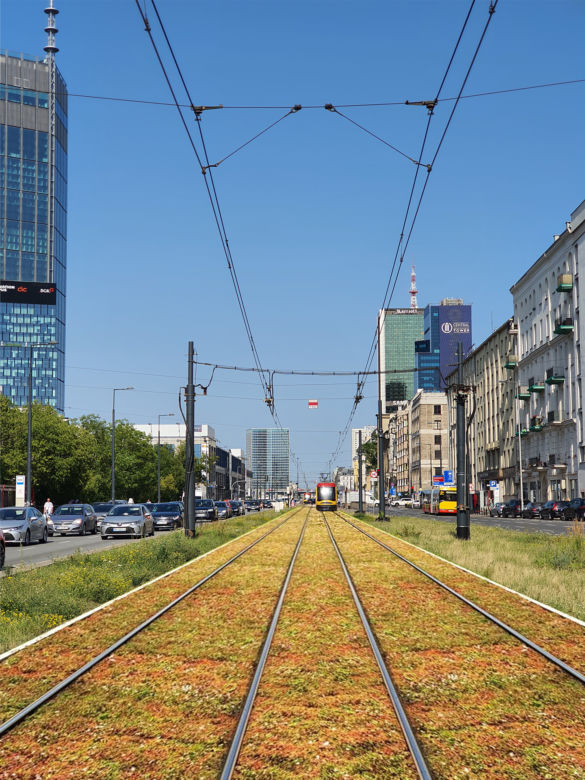 Tramwajarze zazielenią tory w centrum Warszawy. Gdzie pojawi się rozchodnik?
