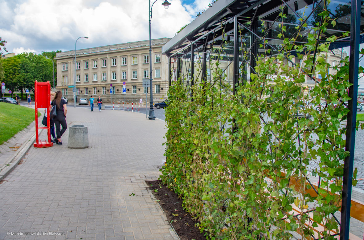 Są już pierwsze zielone przystanki w Białymstoku
