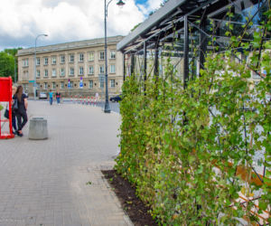 Są już pierwsze zielone przystanki w Białymstoku