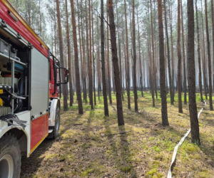 Uratowali z pożaru koźlę sarny