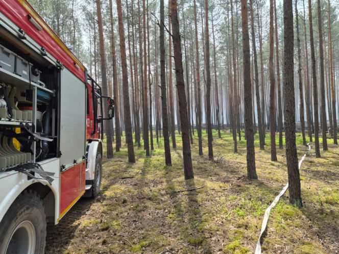 Uratowali z pożaru koźlę sarny
