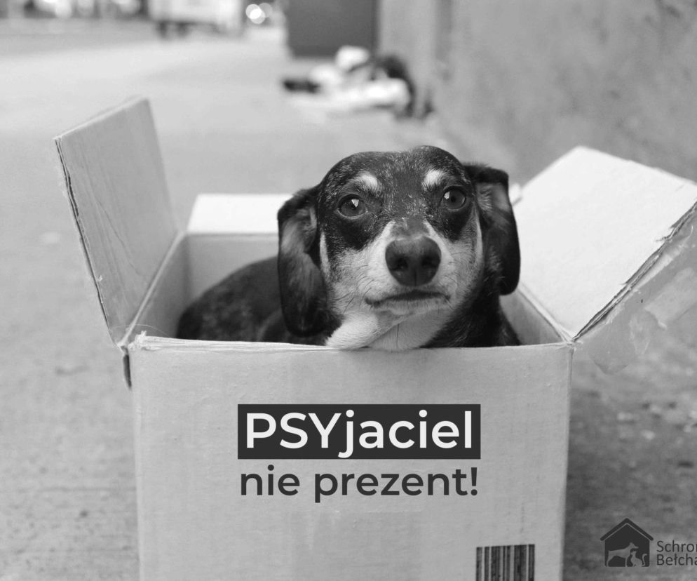 Pies, to nie zabawka! Bełchatowskie schronisko wstrzymuje adopcje zwierząt. Dlaczego?  