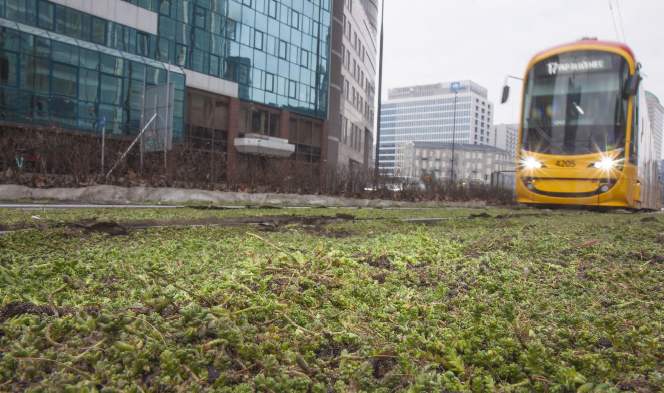 Tramwajarze zazielenili torowiska w centrum 
