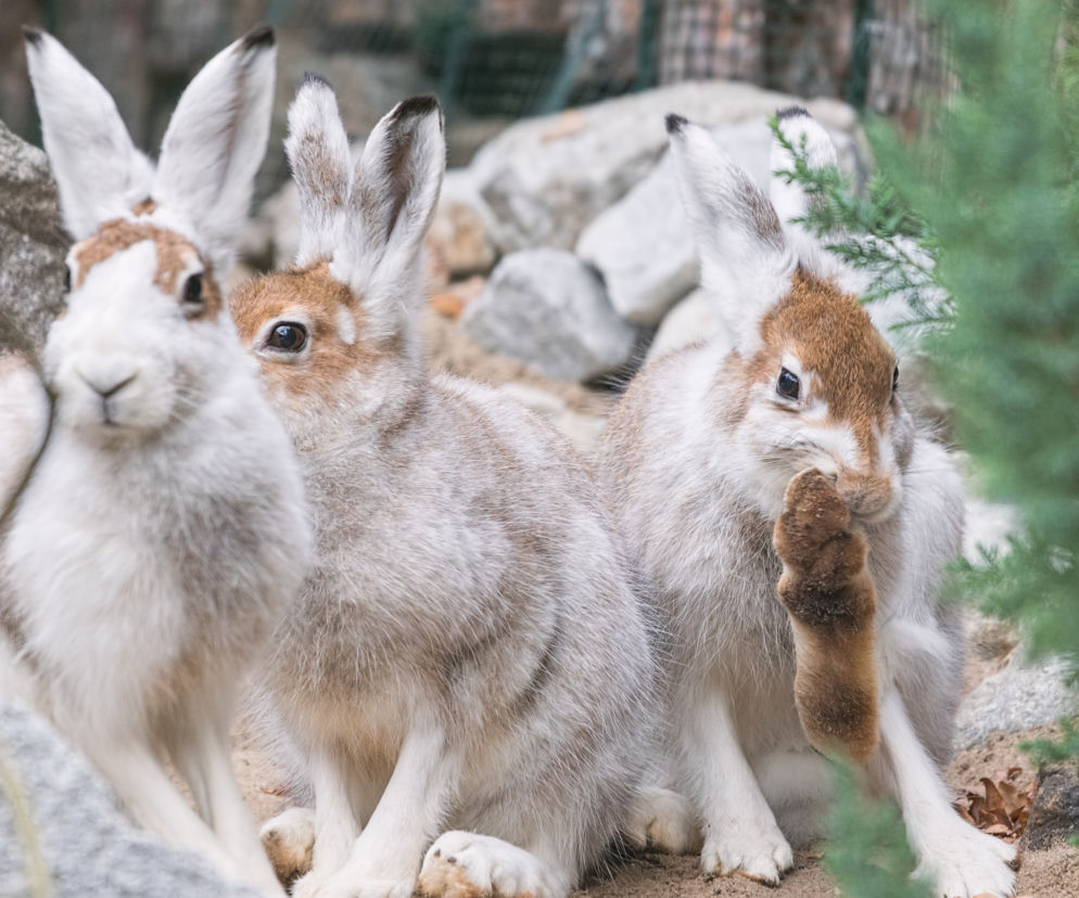 Nowi mieszkańcy wrocławskiego zoo