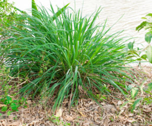 Trawa cytrynowa