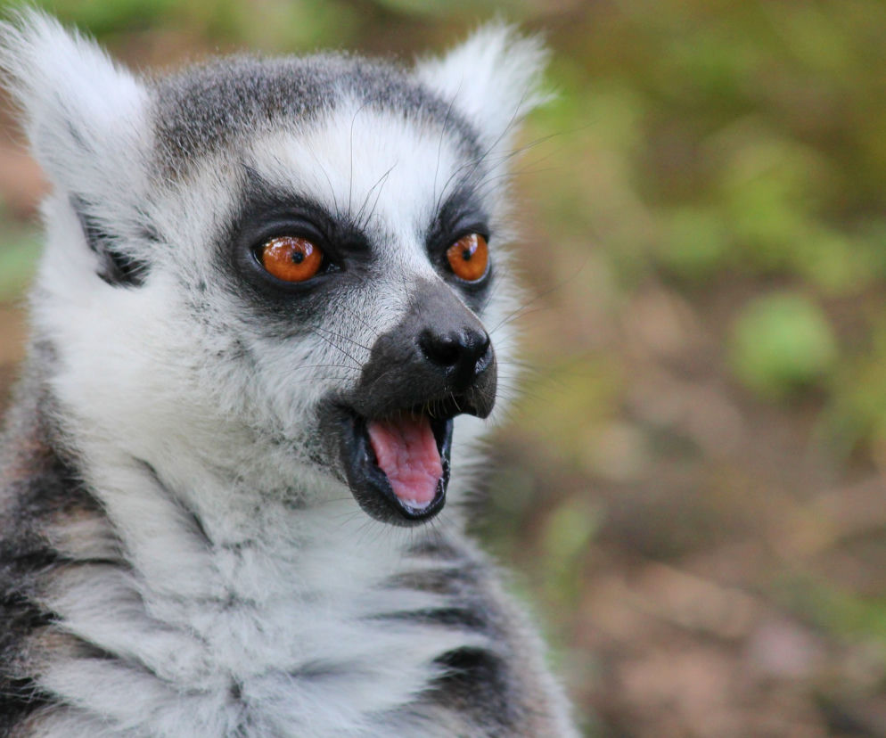 Maki z Madagaskaru