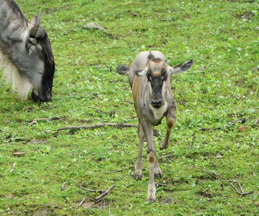 We wrocławskim zoo urodziły się gnu białobrode