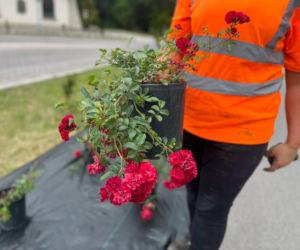 Nasadzenia róż ul. Piłsudskiego w Zamościu