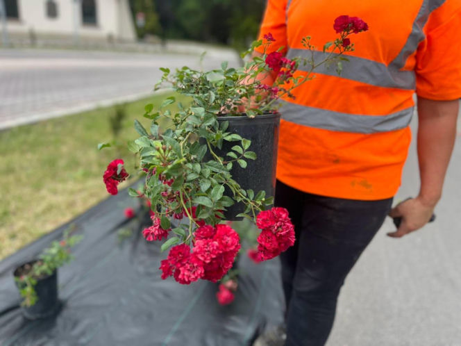 Nasadzenia róż ul. Piłsudskiego w Zamościu