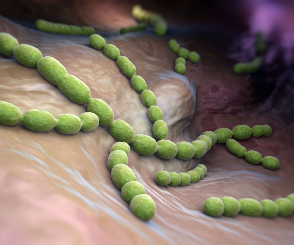 Streptococcus pneumoniae 