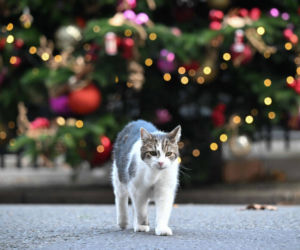 Oto Larry. Chief Mouser to the Gabinet Office