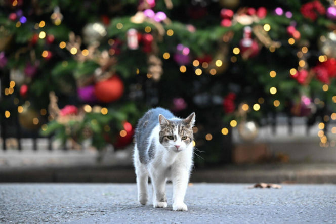 Oto Larry. Chief Mouser to the Gabinet Office