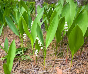 konwalia
