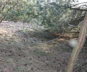 Szokujące znalezisko w zamrażarce 66-latka. Policja wpadła na trop kłusownika