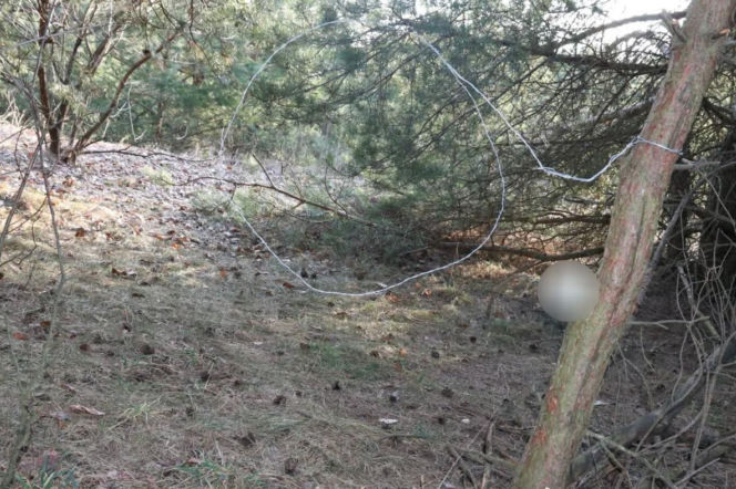 Wnyki w lesie i martwe zwierzęta. 66-latek zatrzymany przez policję