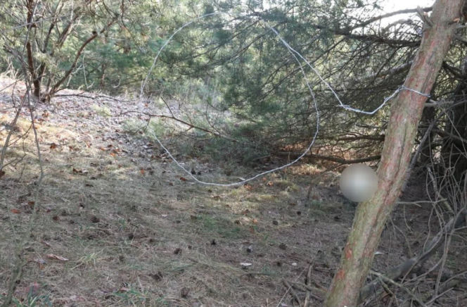 Wnyki w lesie i martwe zwierzęta. 66-latek zatrzymany przez policję