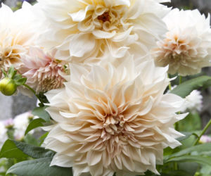 Dalia 'Cafe Au Lait'