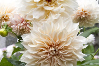 Dalia 'Cafe Au Lait'