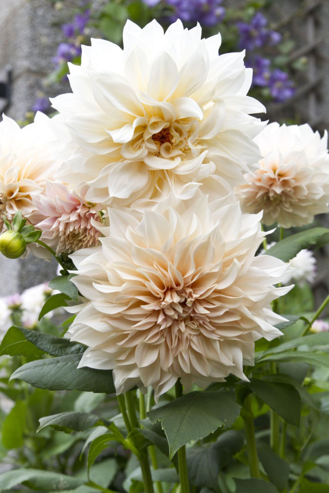 Dalia 'Cafe Au Lait'