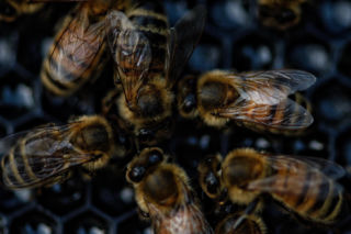 Prehistoryczne gniazda pszczół w czaszkach zwierząt. Niezwykłe odkrycie z karaibskiej jaskini